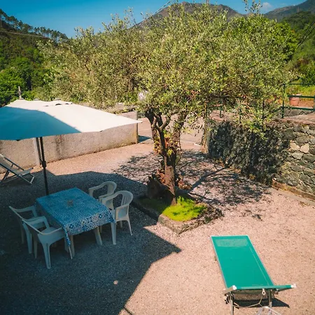 L'ulivo * Levanto